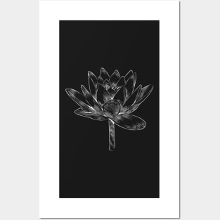 White lotus flower on black background Posters and Art